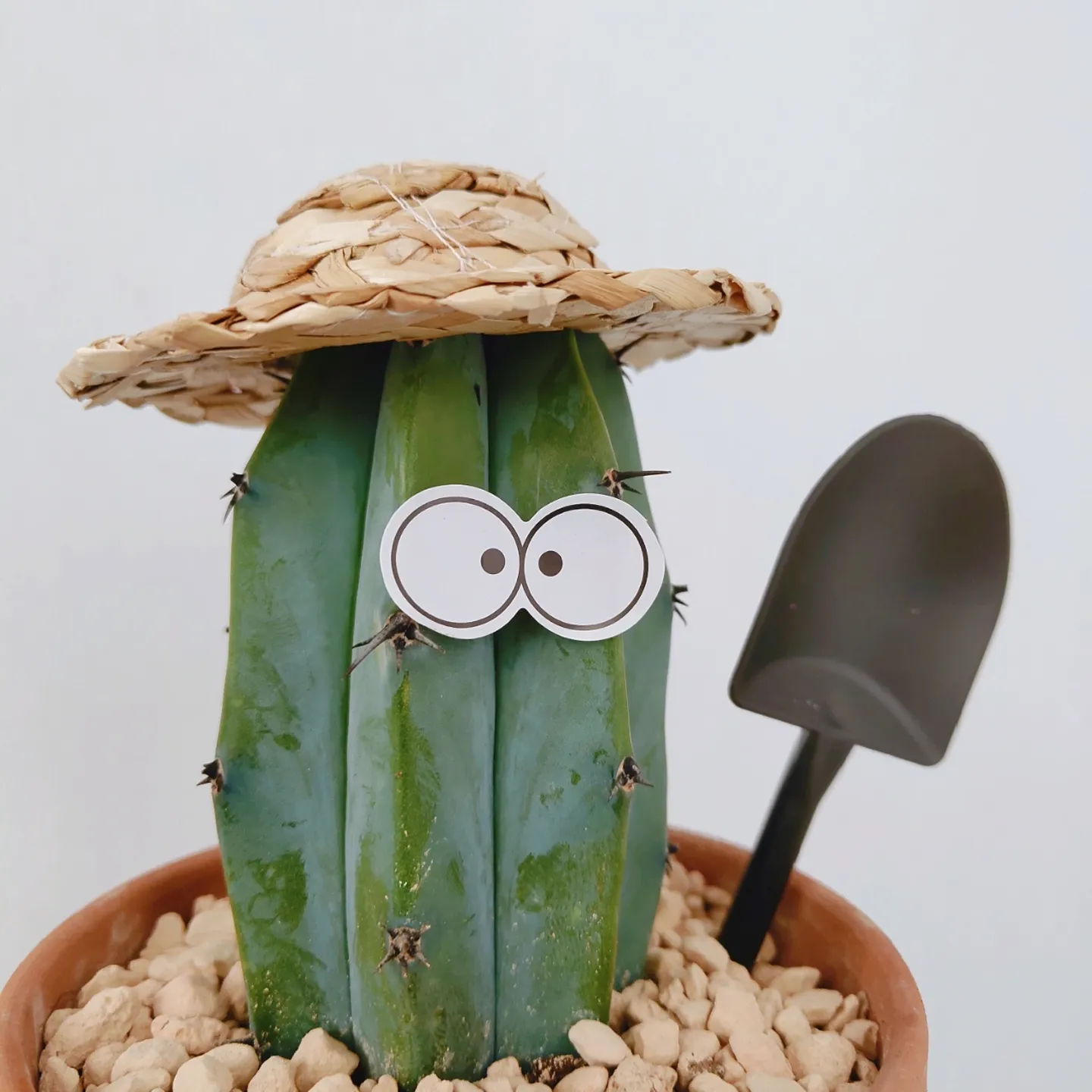 トロフィー CACTUS 第24回よろづ会コンペ Friendly Cactus Desk Plant - Unique & Thoughtful Gifts for