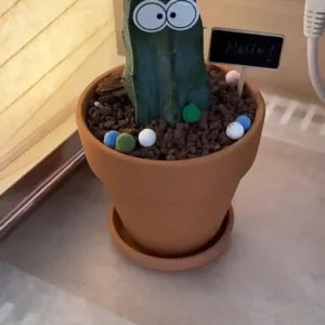 Friendly Cactus Desk Plant-Bring a smile and good fortune to any space with this whimsical cactus planter.