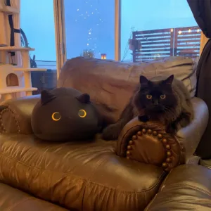 Round Cat Pillow-A perfectly spherical, ultra-squishy black cat designed to absorb your stress.
